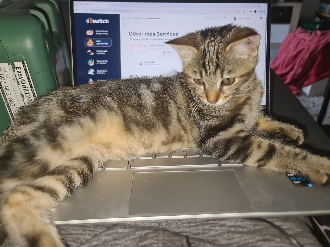 Pourquoi mon chat se couche-t-il sur mon clavier ?