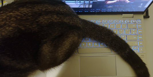 Comment empêcher son chat de monter sur le bureau