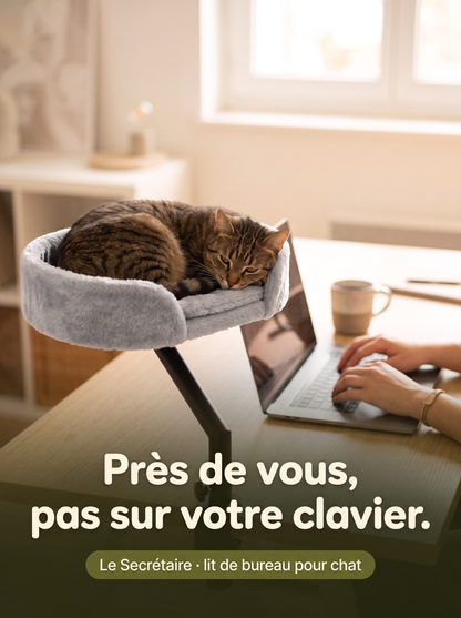 Chat endormi dans Le Secrétaire, lit de bureau à pince, à côté d'un ordinateur portable